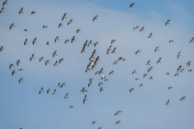 Illustration martinets - Image 1