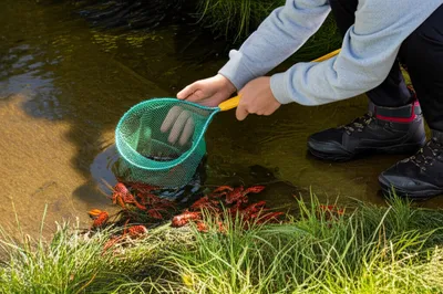 Illustration crayfishing - Image 1