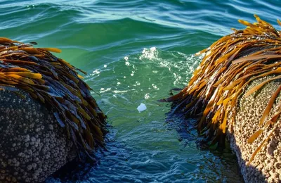 Illustration briny - Image 1