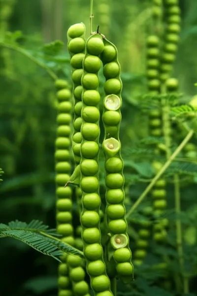 Illustration loments - Image 1