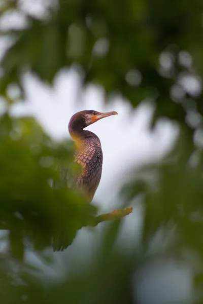 Illustration cormorant - Image 2