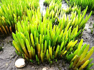 Illustration samphire