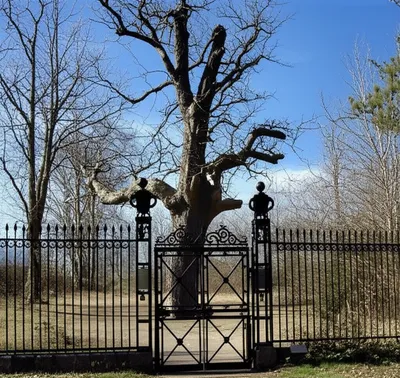 Illustration preserve - Image 1