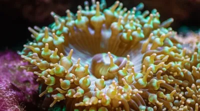 Illustration spicula - Image 1