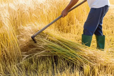 Illustration crop - Image 1