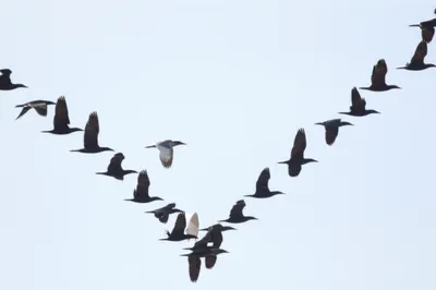 Illustration conformable