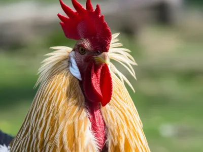 Illustration hackles - Image 1