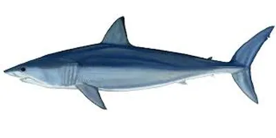 Illustration shark - Image 2