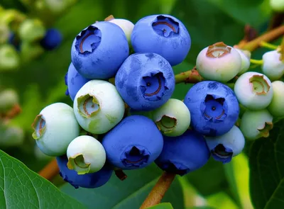 Illustration blueberries