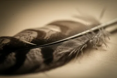 Illustration plumes - Image 1