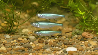 Illustration minnows