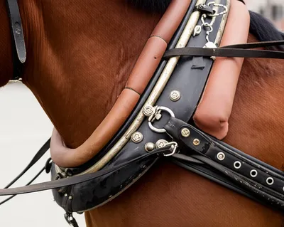 Illustration hame - Image 1