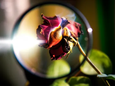 Illustration scathing - Image 1