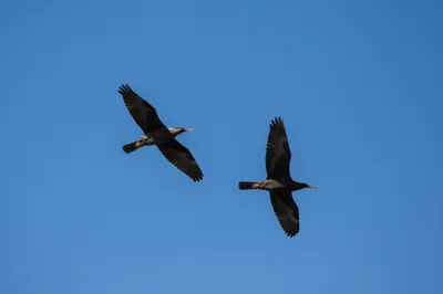 Illustration vee - Image 1