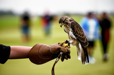 Illustration manning - Image 1