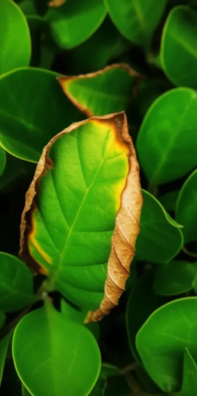 Illustration crisping - Image 1