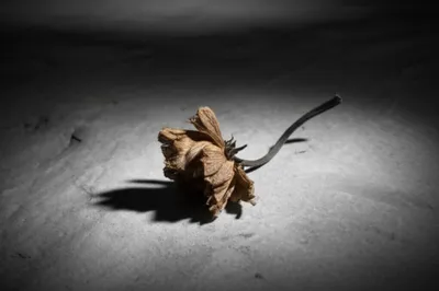 Illustration demise - Image 1