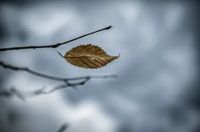 Illustration trembled