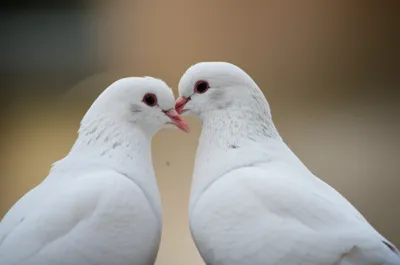 Illustration bills - Image 1