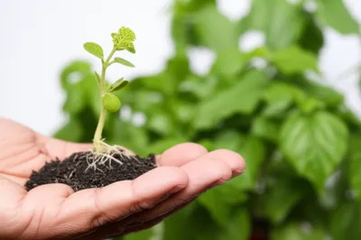 Illustration wages - Image 1