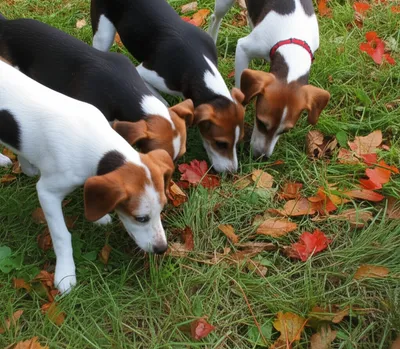 Illustration beagles - Image 1