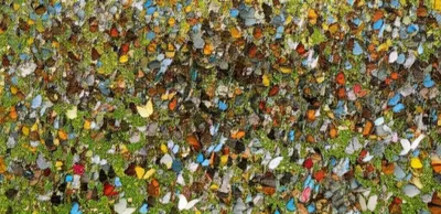 Illustration overran - Image 1