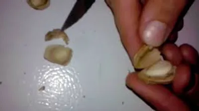 Illustration shell - Image 2