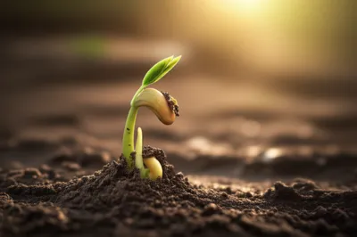 Illustration starts - Image 1