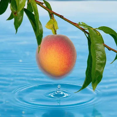 Illustration plumps - Image 1