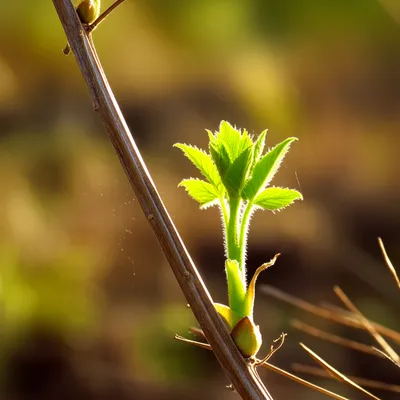 Illustration resurrect - Image 1