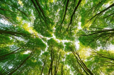 Illustration canopy - Image 1