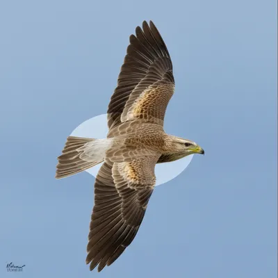 Illustration axillary