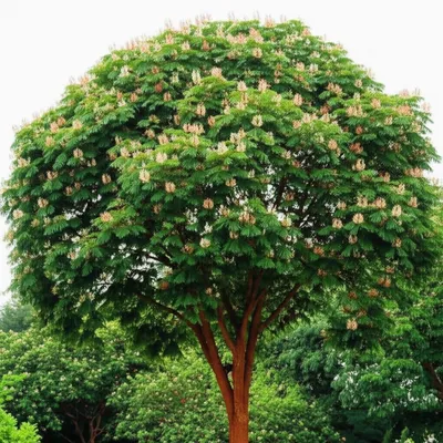 Illustration cedar - Image 1