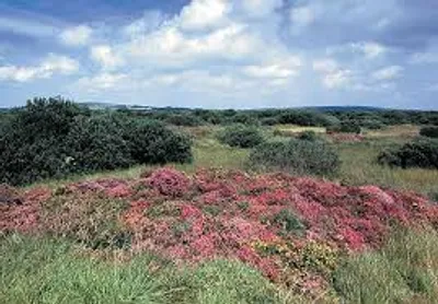 Illustration moor - Image 2