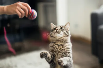 Illustration flirt - Image 1