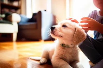 Illustration pets - Image 1