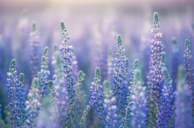 Illustration periwinkles - Image 1