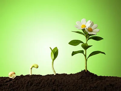 Illustration evolving - Image 1