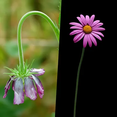 Illustration lowers - Image 1