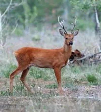 Illustration roe - Image 2