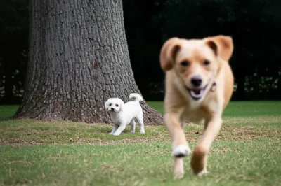 Illustration shied - Image 1