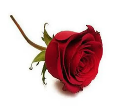 Illustration wilted - Image 1