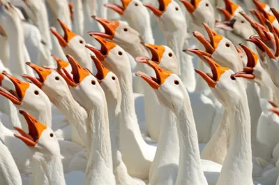 Illustration gabbling