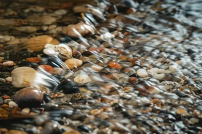 Illustration gill - Image 1