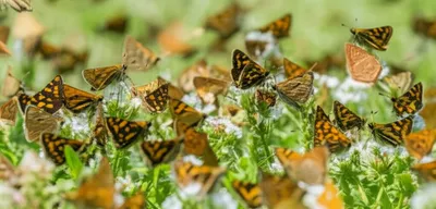 Illustration ace - Image 1