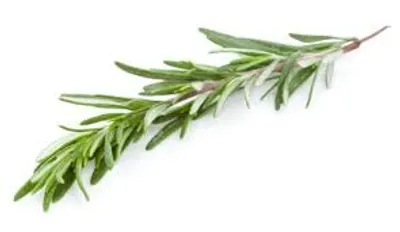 Illustration sprig - Image 2