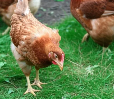 Illustration pullets - Image 1