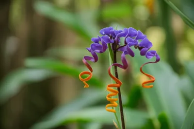 Illustration orchids - Image 1