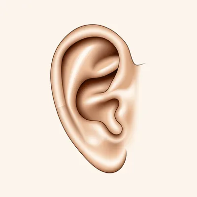 Illustration ears - Image 1
