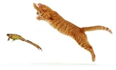 Illustration pounce - Image 3